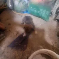 توله سگ پاکوتاه