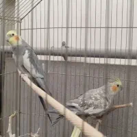 یک جفت عروس هلندی مولد