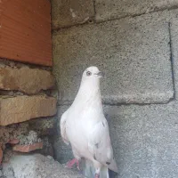 کبوتر نر غریب
