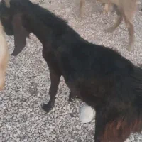 پازن داشت