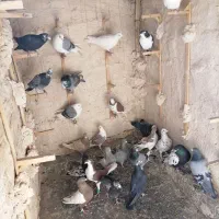 کبوتر پرشی کاشمر