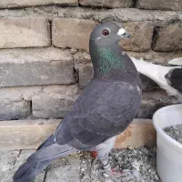 مجسمه نرچاپی