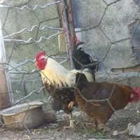 خروس