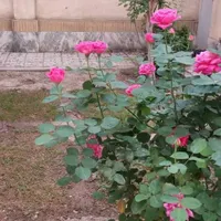فروش آپارتمان ۷۲ متری / ۱۰۰ متر حیاط اختصاصی|فروش آپارتمان|مشهد, بهاران|دیوار