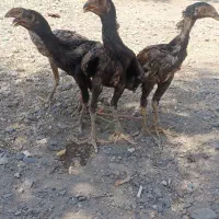 مرغ و خروس لاری