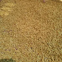 انجیر تازه وبا کیفیت