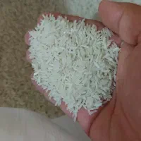 برنج ایرانی طارم محلی