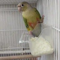 گرینچیک نر معاوضه با ماده