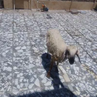 دو عدد گوسفند