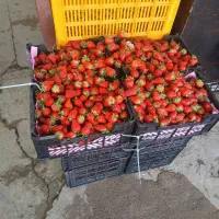 فروش سبد میوه