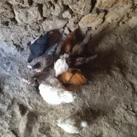 جوجه پاپر وژاپنی 5عدد