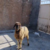 میش