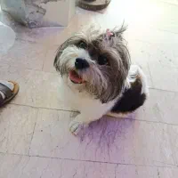 شیتزو تری کالر