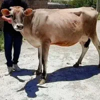 گاو جرسی بور آبستن ۱ماه مونده ب زایمان