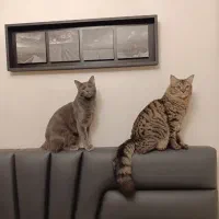 واگذاری دو گربه نر عقیم شده شناسنامه دار