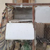 قفس