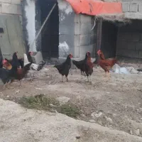 با سلام  فروش 16عدد جوجه محلی
