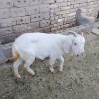 بز ماده