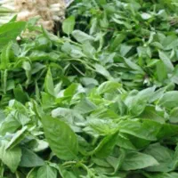 سبزی فروشی