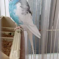 مرغ عشق