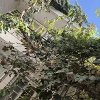 یک‌طبقه. همکف. رهن و اجاره