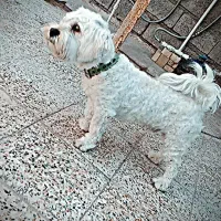 سگ .|سگ|مسجد سلیمان, |دیوار