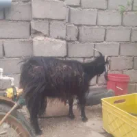 سلام فروش دوعدد بز استاق چاق