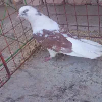 کبوتر پرشی