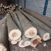 قطع و خرید درخت