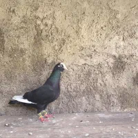کفتر|پرنده|شیراز, تل حسین‌آباد|دیوار