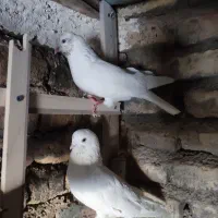 کفتر|پرنده|شازند, |دیوار