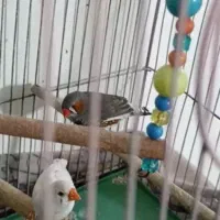 ۴عدد فنج خوشکل