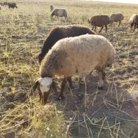 میش جوان شیشک
