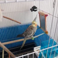 عروس هلندی