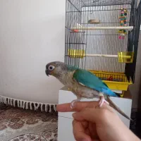 گرینچیک تراکوییس