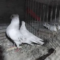 غاز‌کبوتر‌پاکستانی‌کله‌سیاه|پرنده|اردکان, |دیوار