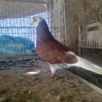 کبوتر شازده نر تضمینی پرش سنگین