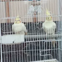 جفت عروس هلندی