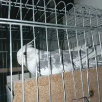 عروس هلندی جفت با قفس