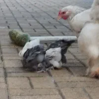 فروش جوجه برهما