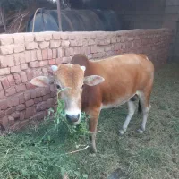 فروش گوساله نر چاق