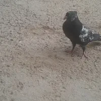 سه جوجه رنگی