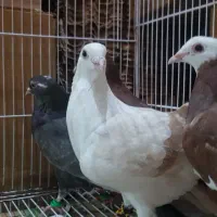 ۴تا گرفتنی  همش ۲۵۰۰ فقط تماس