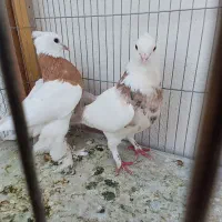 جفت طوقی