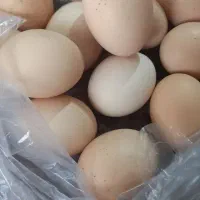 تخم مرغ محلی
