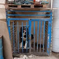 سگ نگهبانی قدرجونی