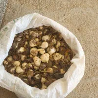 موسیر محلی