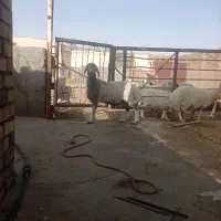 قوچ رفسنجانی