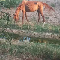 مادیان