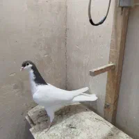 ۴ عدد جوجه آماده پررش